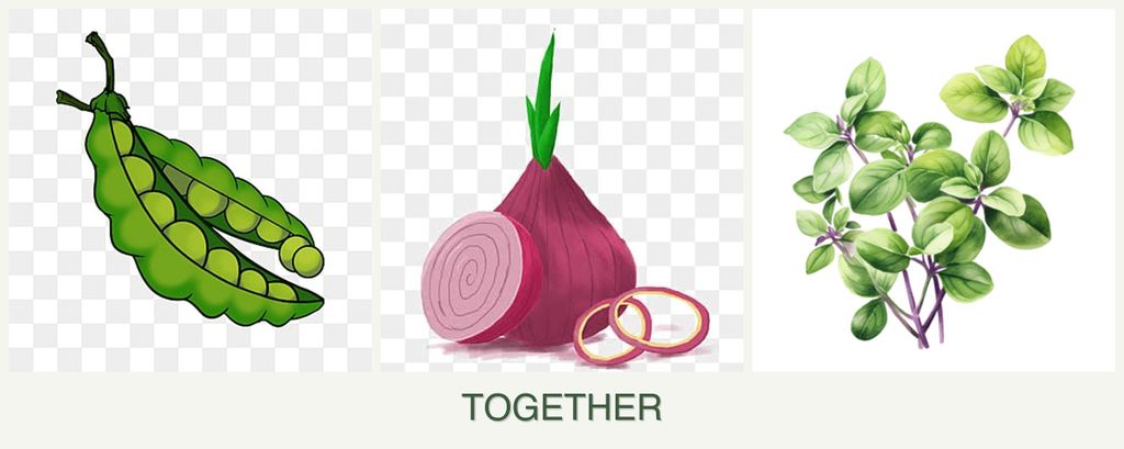 Can you plant peas, onions and oregano together?