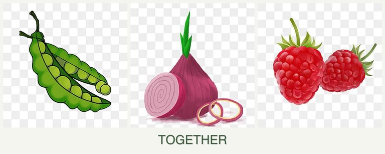 Can you plant peas, onions and raspberries together?