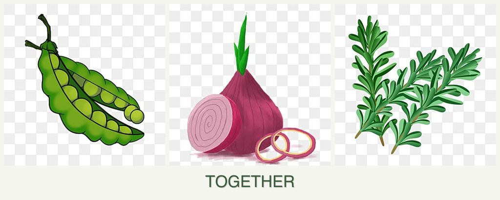 Can you plant peas, onions and rosemary together?