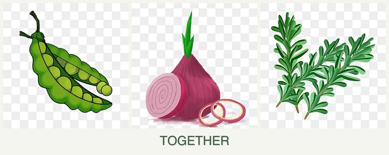 Can you plant peas, onions and rosemary together?