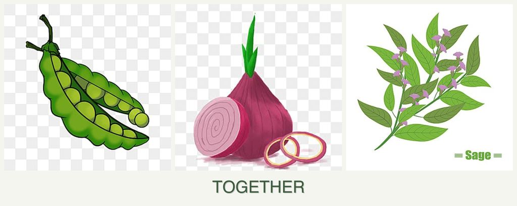 Can you plant peas, onions and sage together?