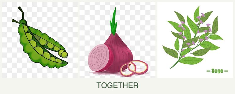 Can you plant peas, onions and sage together?