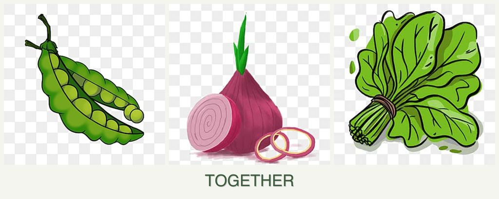 Can you plant peas, onions and spinach together?