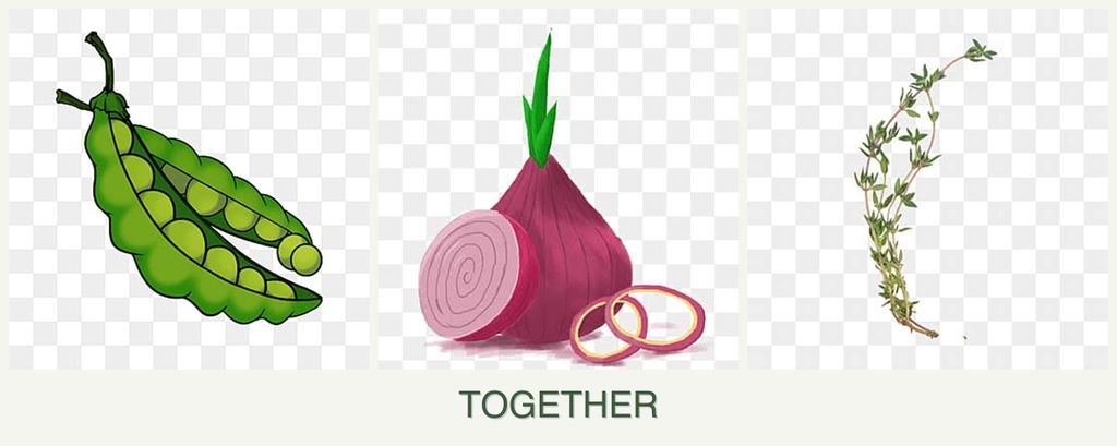 Can you plant peas, onions and thyme together?
