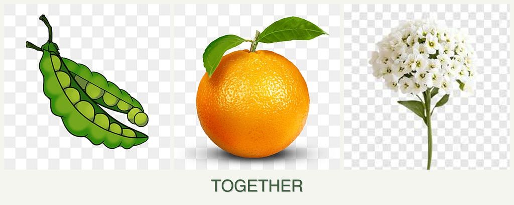Can you plant peas, oranges and alyssum together?