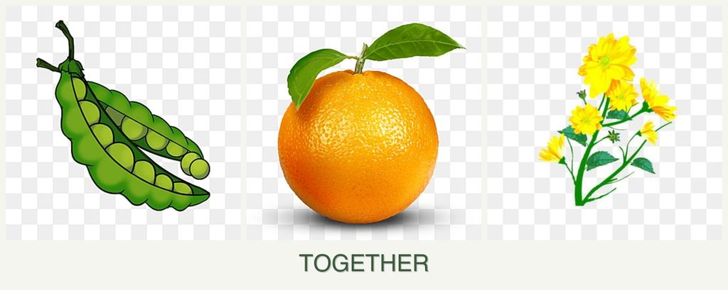 Can you plant peas, oranges and calendula together?