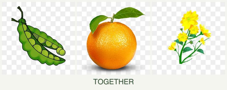 Can you plant peas, oranges and calendula together?