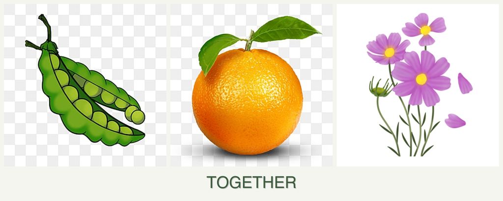 Can you plant peas, oranges and cosmos together?
