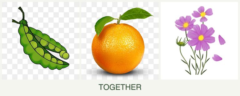 Can you plant peas, oranges and cosmos together?