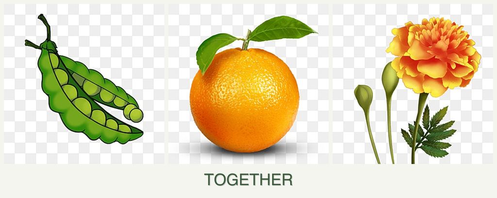 Can you plant peas, oranges and marigolds together?