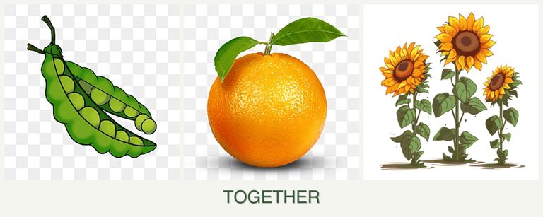 Can you plant peas, oranges and sunflowers together?