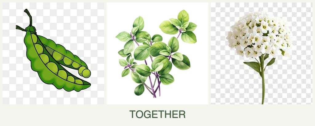 Can you plant peas, oregano and alyssum together?
