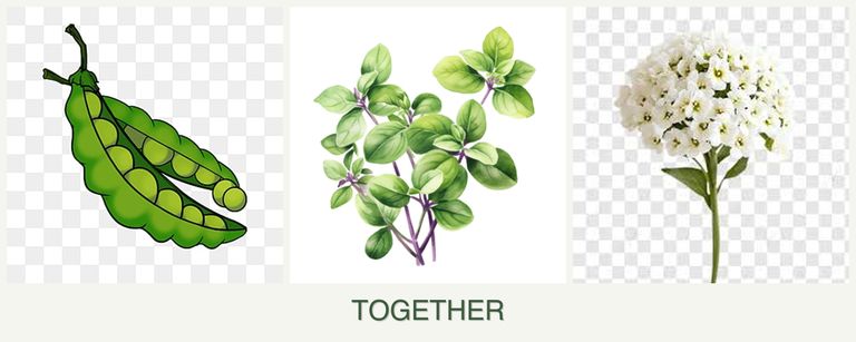 Can you plant peas, oregano and alyssum together?