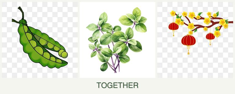 Can you plant peas, oregano and apricots together?