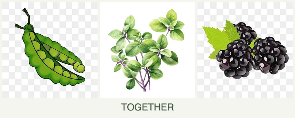 Can you plant peas, oregano and blackberries together?