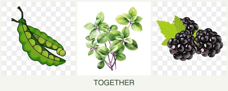 Can you plant peas, oregano and blackberries together?