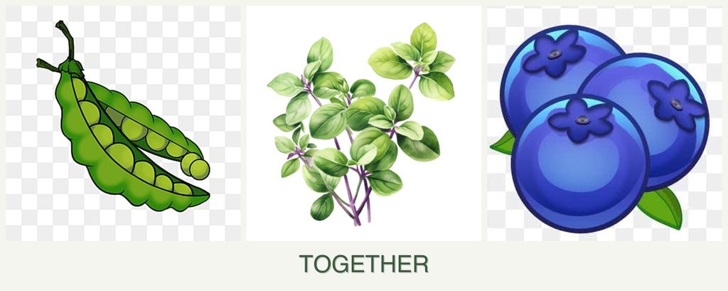 Can you plant peas, oregano and blueberries together?