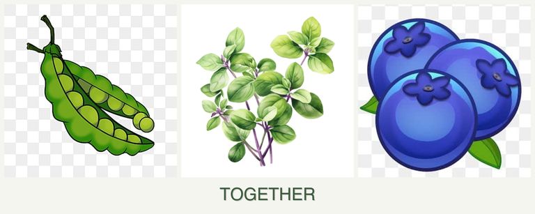 Can you plant peas, oregano and blueberries together?