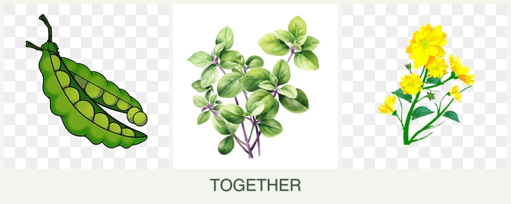 Can you plant peas, oregano and calendula together?