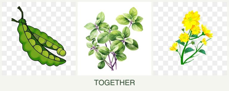 Can you plant peas, oregano and calendula together?
