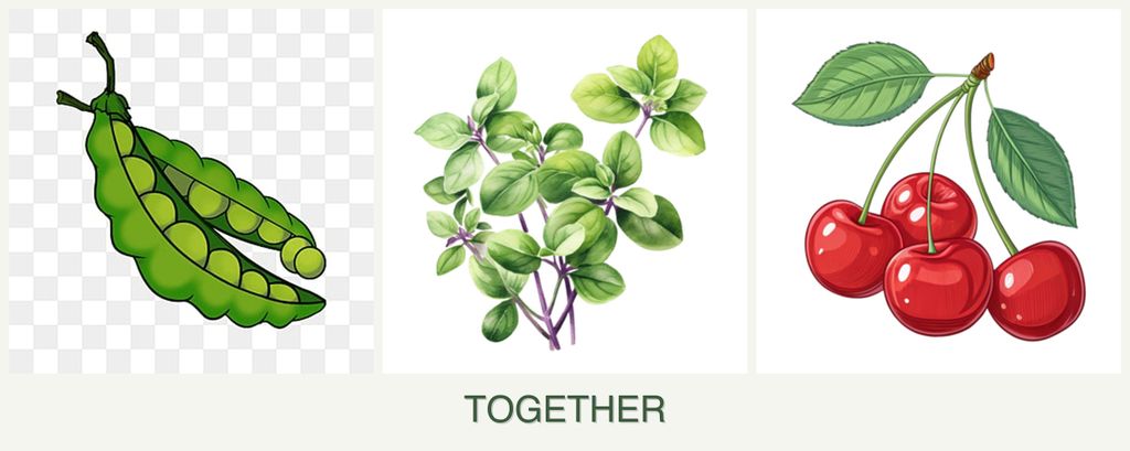 Can you plant peas, oregano and cherries together?