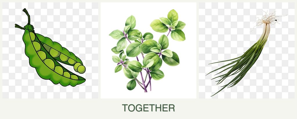 Can you plant peas, oregano and chives together?