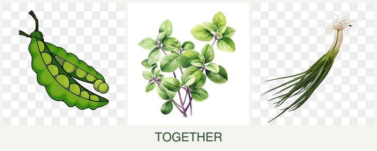 Can you plant peas, oregano and chives together?