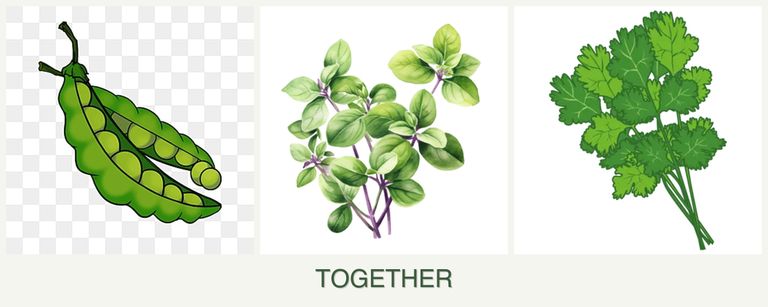 Can you plant peas, oregano and cilantro together?