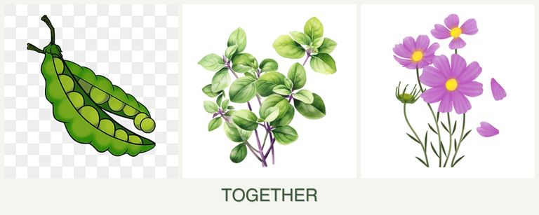 Can you plant peas, oregano and cosmos together?