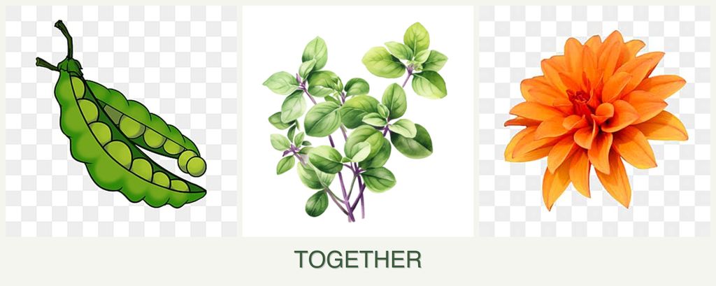 Can you plant peas, oregano and dahlias together?