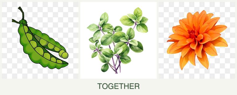 Can you plant peas, oregano and dahlias together?
