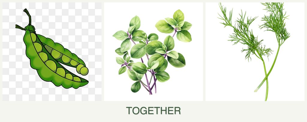 Can you plant peas, oregano and dill together?