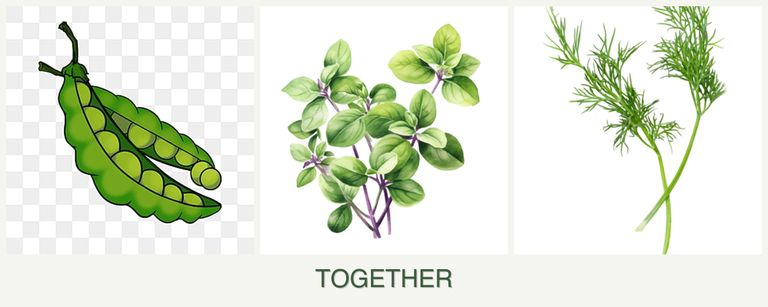 Can you plant peas, oregano and dill together?