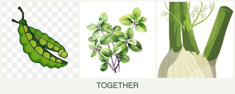 Can you plant peas, oregano and fennel together?