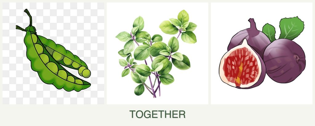 Can you plant peas, oregano and figs together?