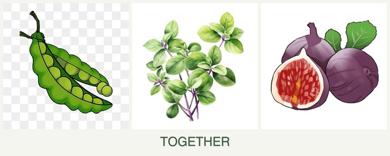Can you plant peas, oregano and figs together?