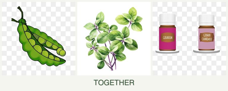 Can you plant peas, oregano and geraniums together?