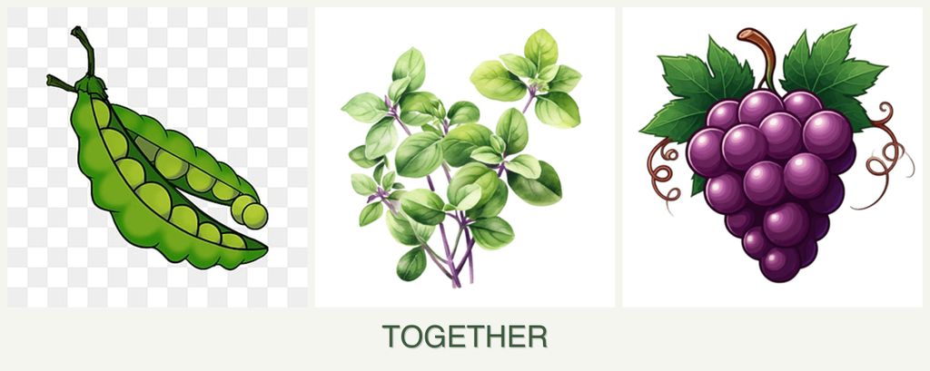 Can you plant peas, oregano and grapes together?