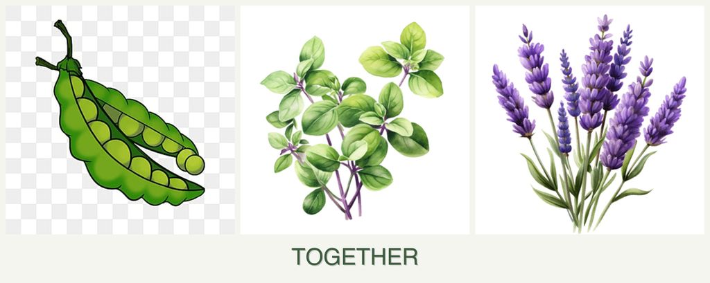 Can you plant peas, oregano and lavender together?