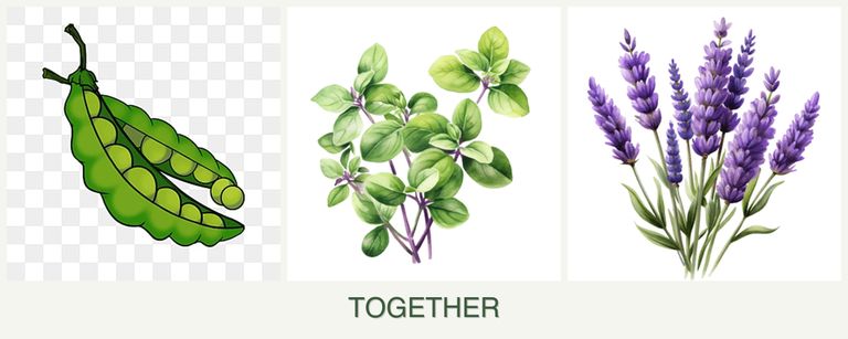 Can you plant peas, oregano and lavender together?