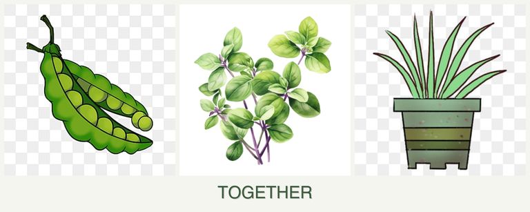 Can you plant peas, oregano and lemongrass together?