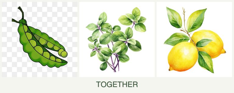 Can you plant peas, oregano and lemons together?