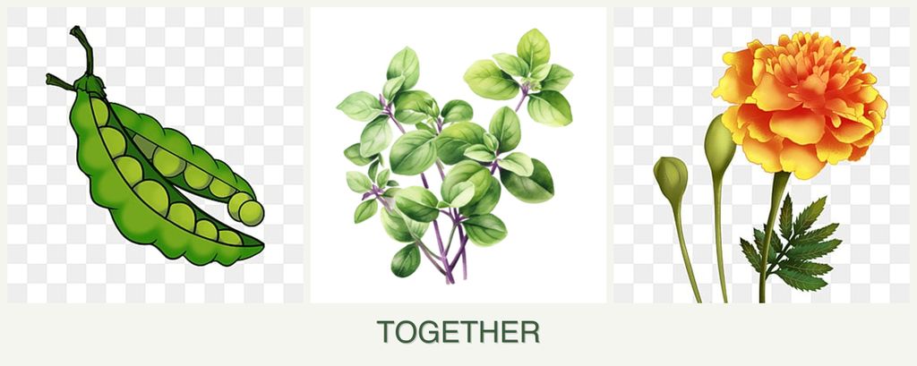 Can you plant peas, oregano and marigolds together?