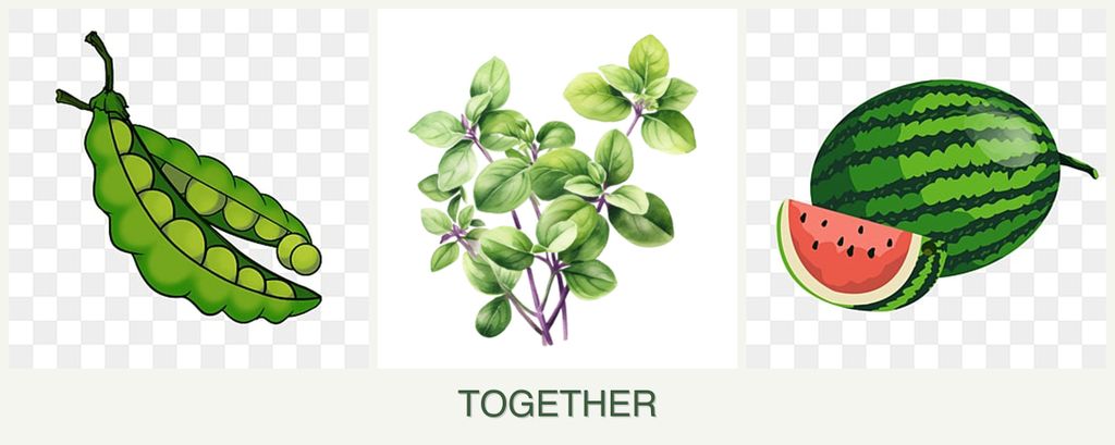 Can you plant peas, oregano and melons together?