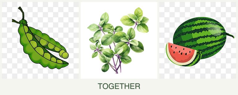 Can you plant peas, oregano and melons together?