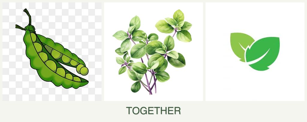Can you plant peas, oregano and mint together?