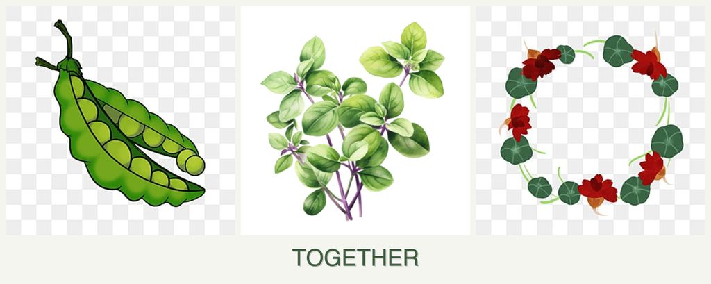 Can you plant peas, oregano and nasturtiums together?