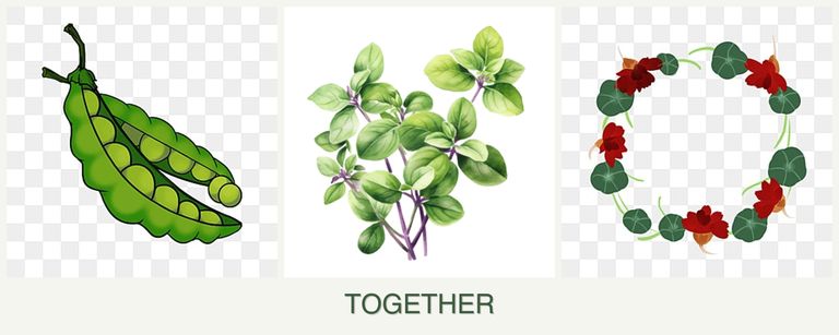 Can you plant peas, oregano and nasturtiums together?