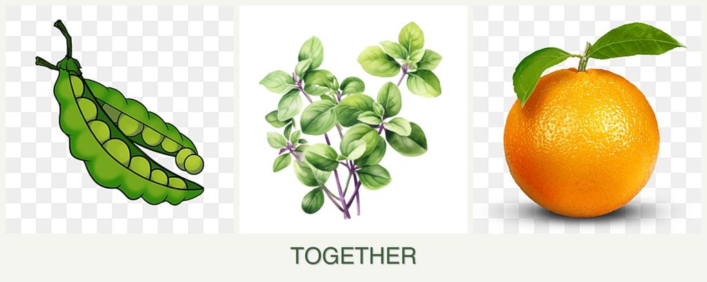 Can you plant peas, oregano and oranges together?