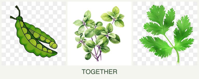 Can you plant peas, oregano and parsley together?